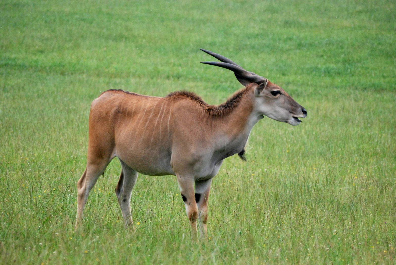 Common Eland at Cabarceno, 11/06/15