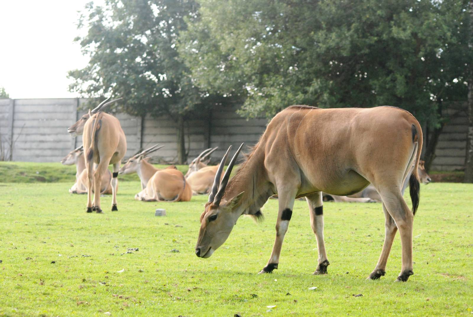 Common Eland at Dvur Kralove, 27/08/12