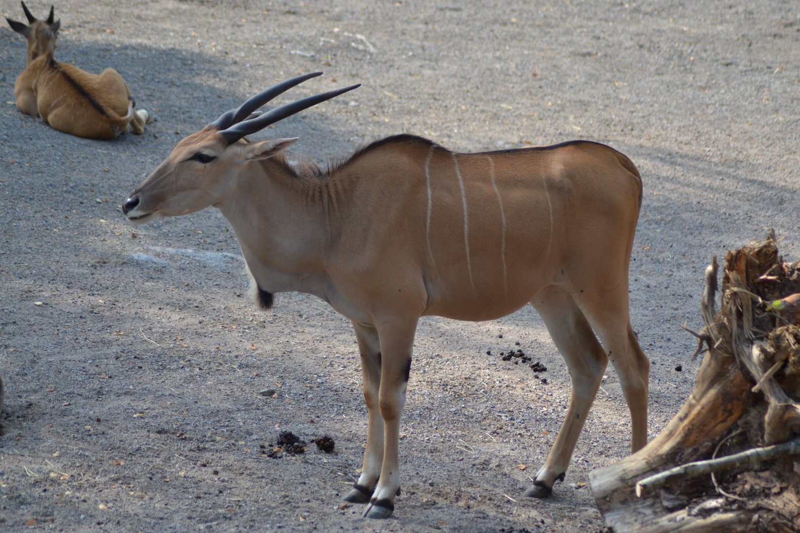 Common eland at Kolmården