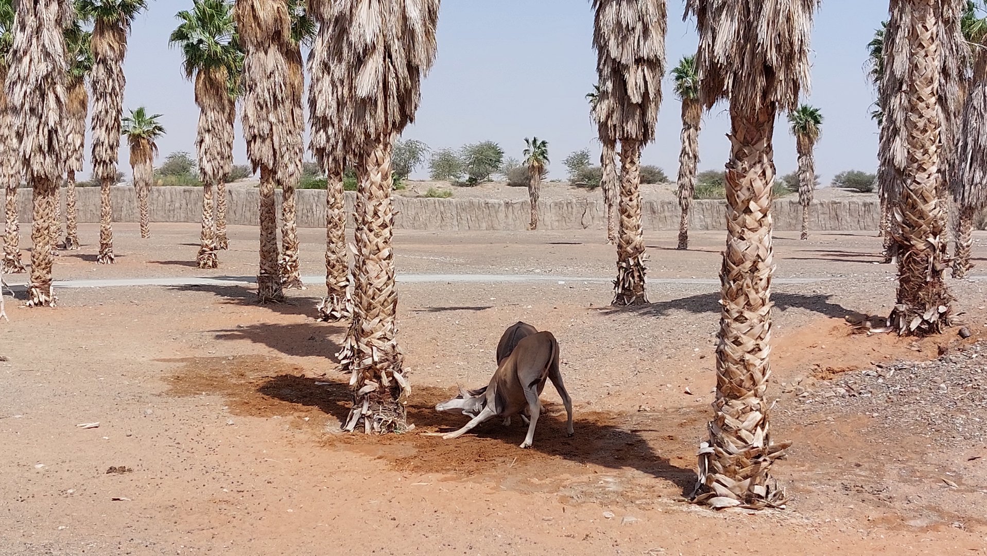 Common eland at Moreni area