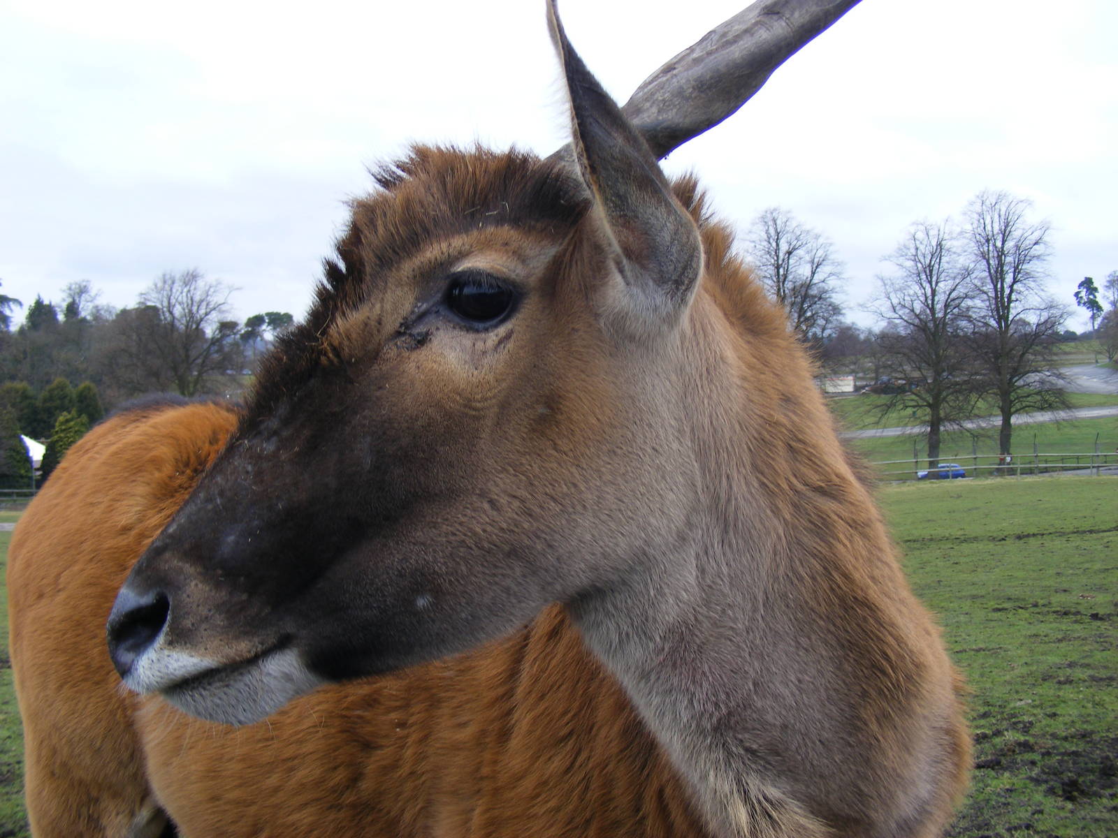 Common eland at West Midland Safari Park, 13 February 2010