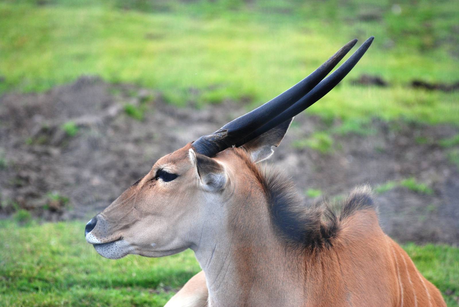 Common Eland at Yorkshire WP, 05/08/12