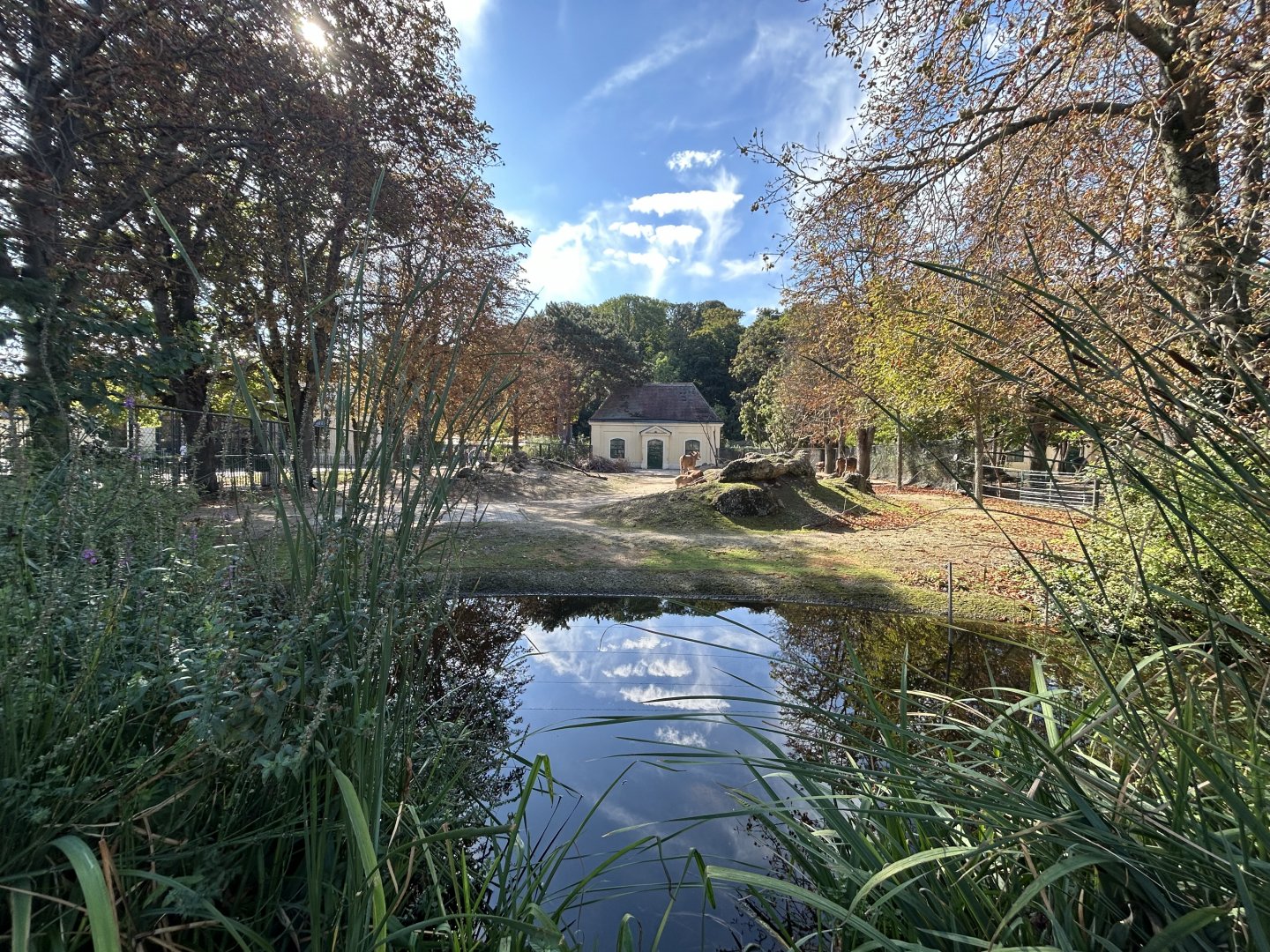 Common Eland & Blesbok Exhibit