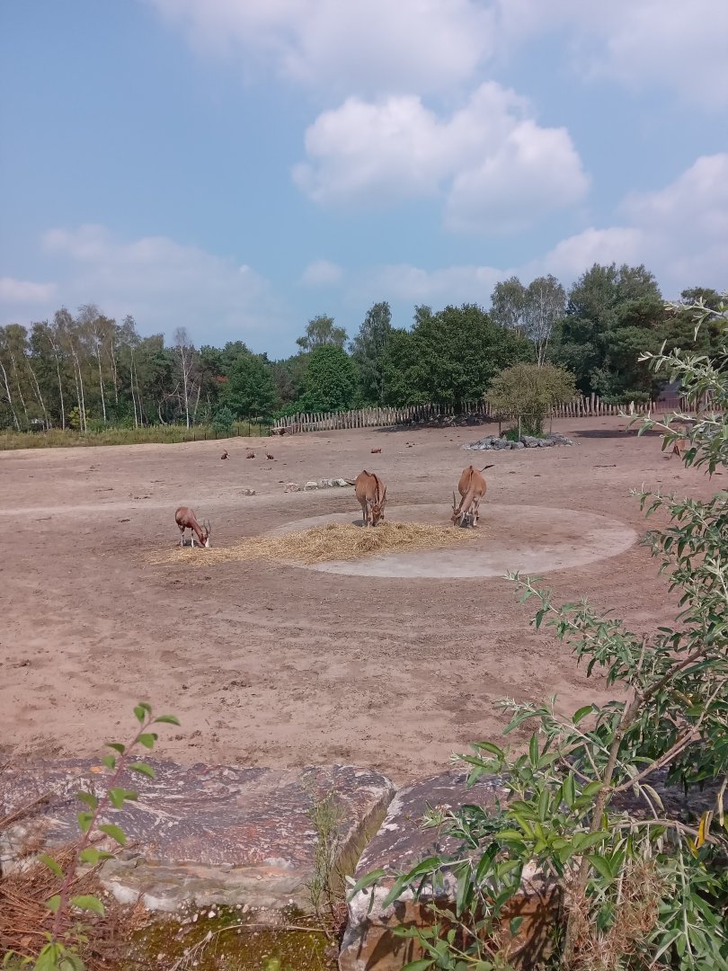 Common Eland & Blesbok