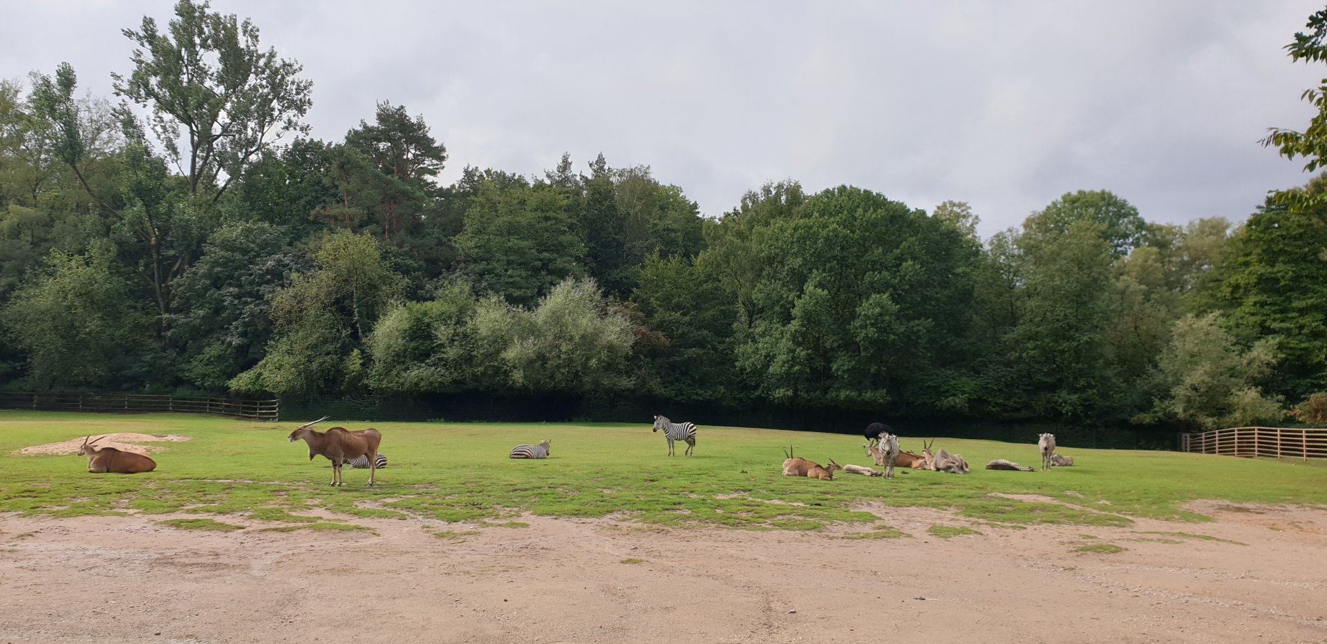 Common Eland/Bohem's Zebra/South African Ostrich