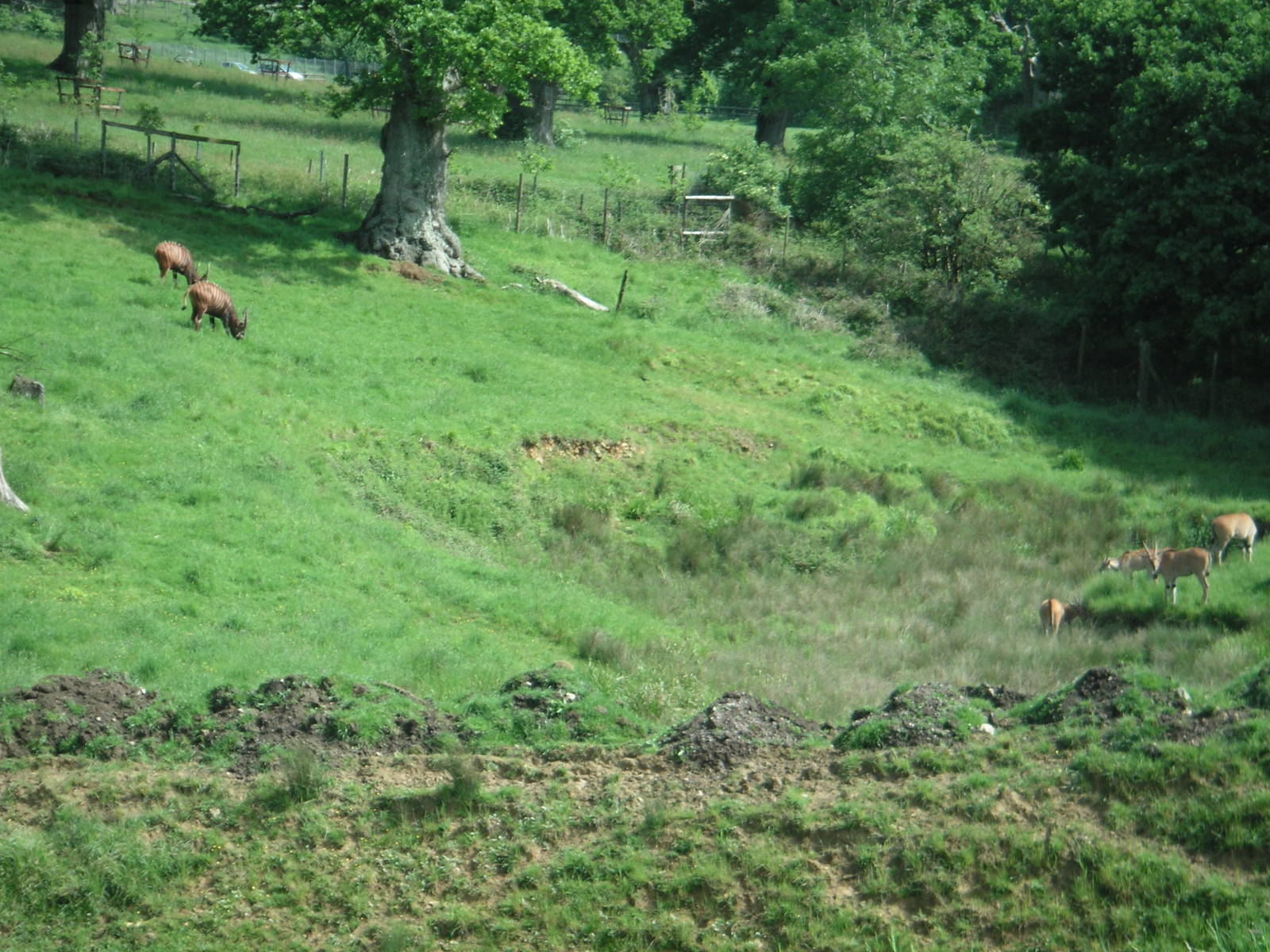 Common Eland & Bongo