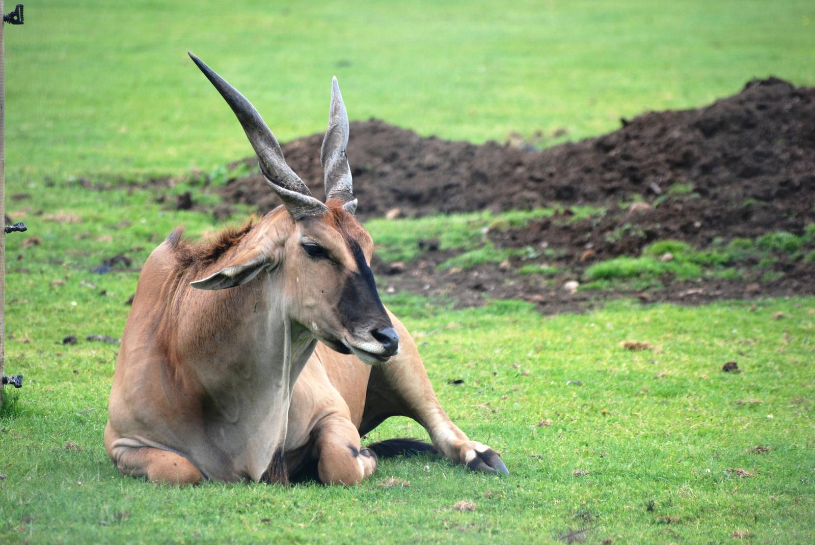 Common Eland Bull at Yorkshire WP, 05/08/12