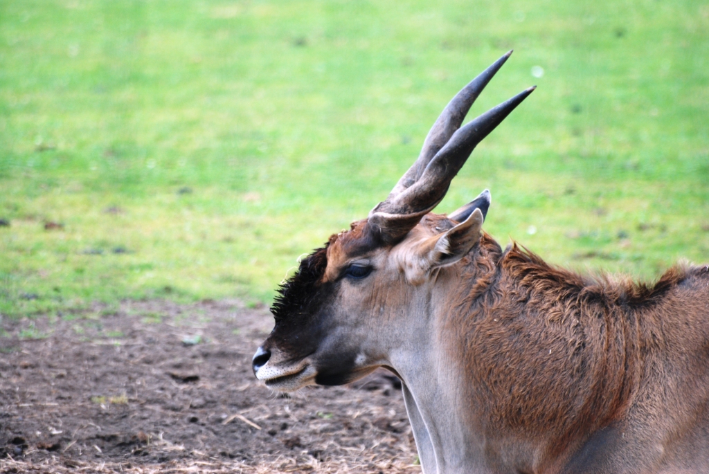 Common Eland Bull at Yorkshire WP, 25/08/14