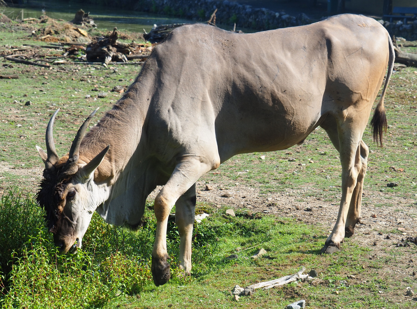 Common eland bull (Taurotragus oryx), 2019-08-04