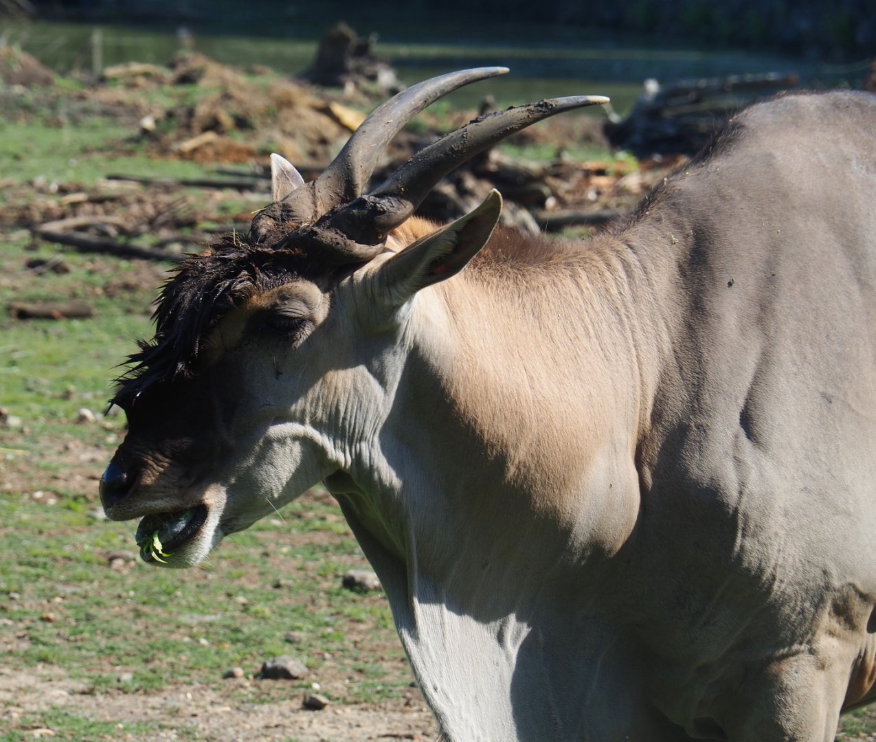 Common eland bull (Taurotragus oryx), 2019-08-04