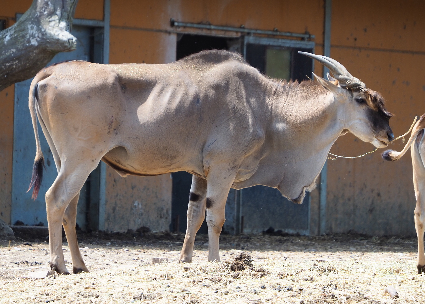 Common eland bull (Taurotragus oryx), 2021-06-15