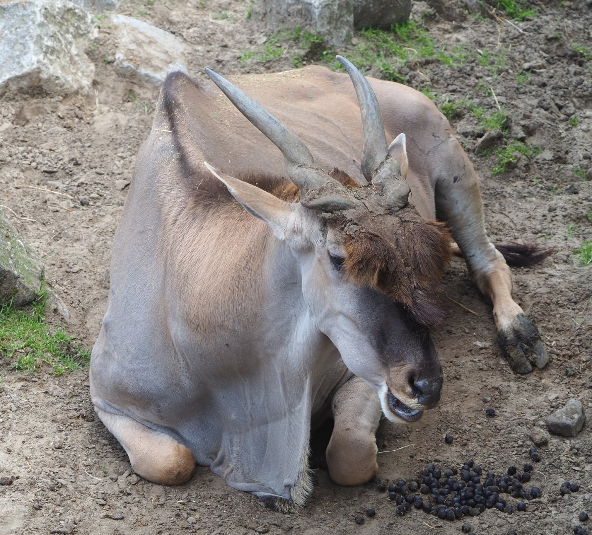Common eland bull (Taurotragus oryx), 2021-06-15