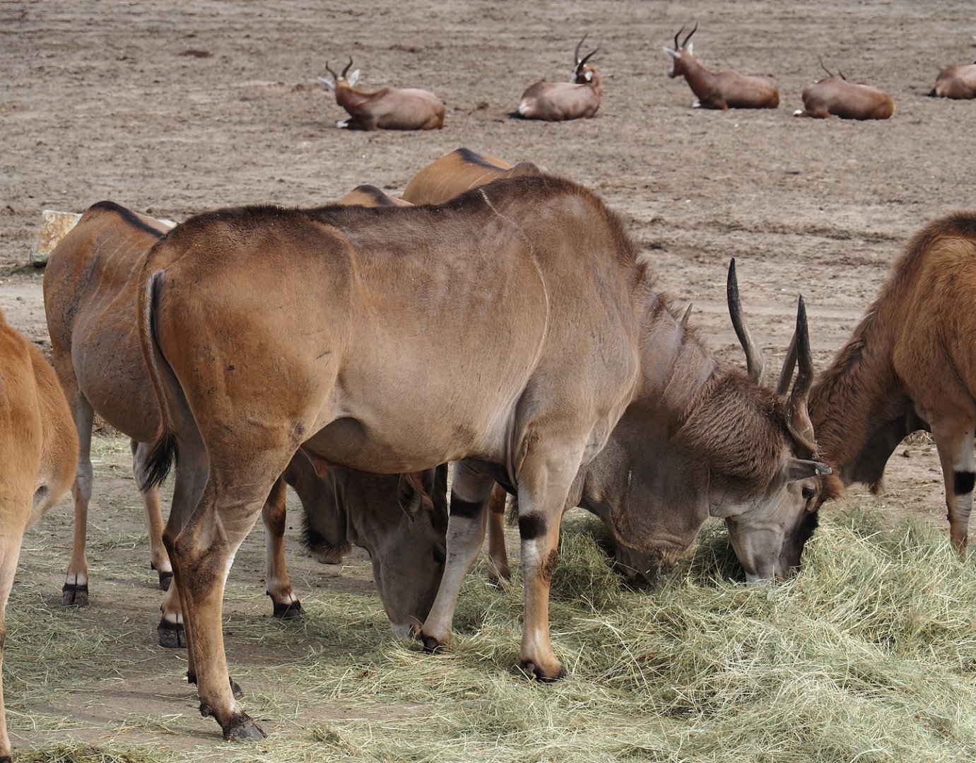 Common eland bull (Taurotragus oryx), 2024-04-06