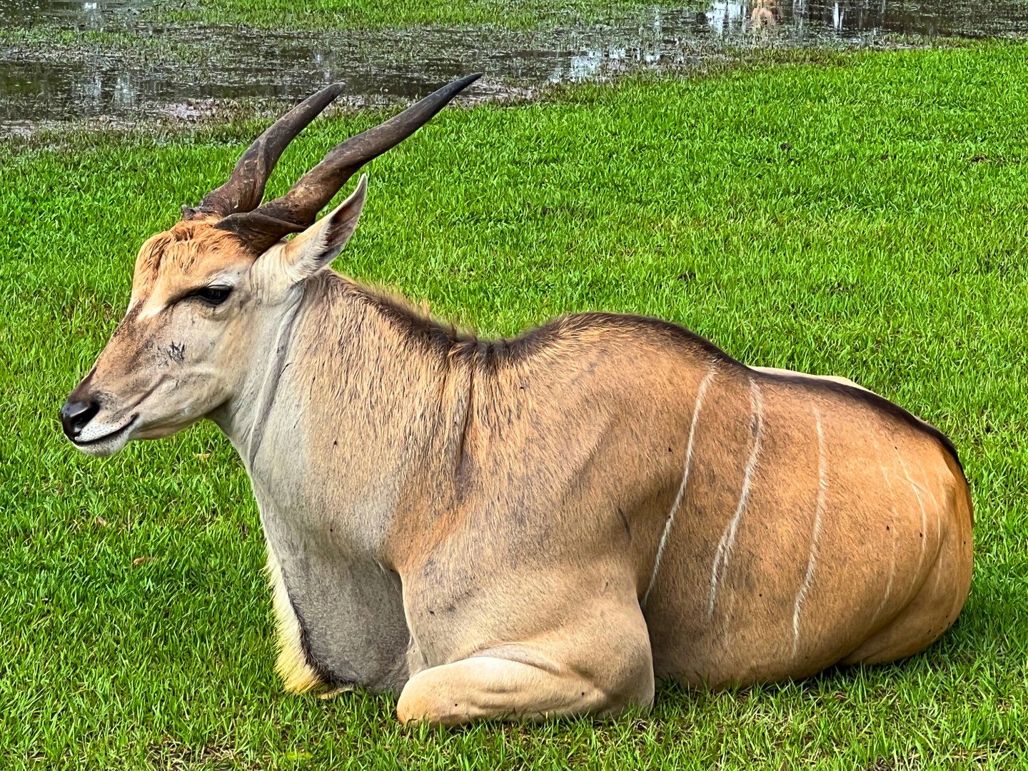 Common Eland Bull