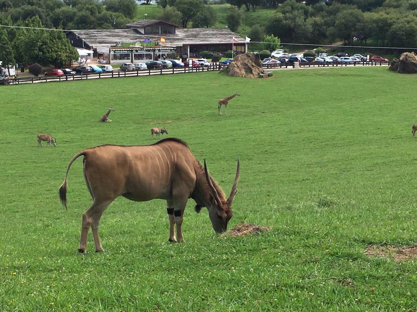 Common eland-Cabarceno (2019)