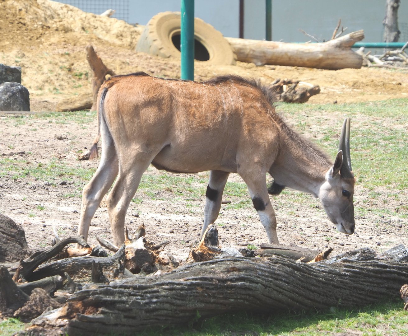 Common eland calf (Taurotragus oryx), 2021-06-15
