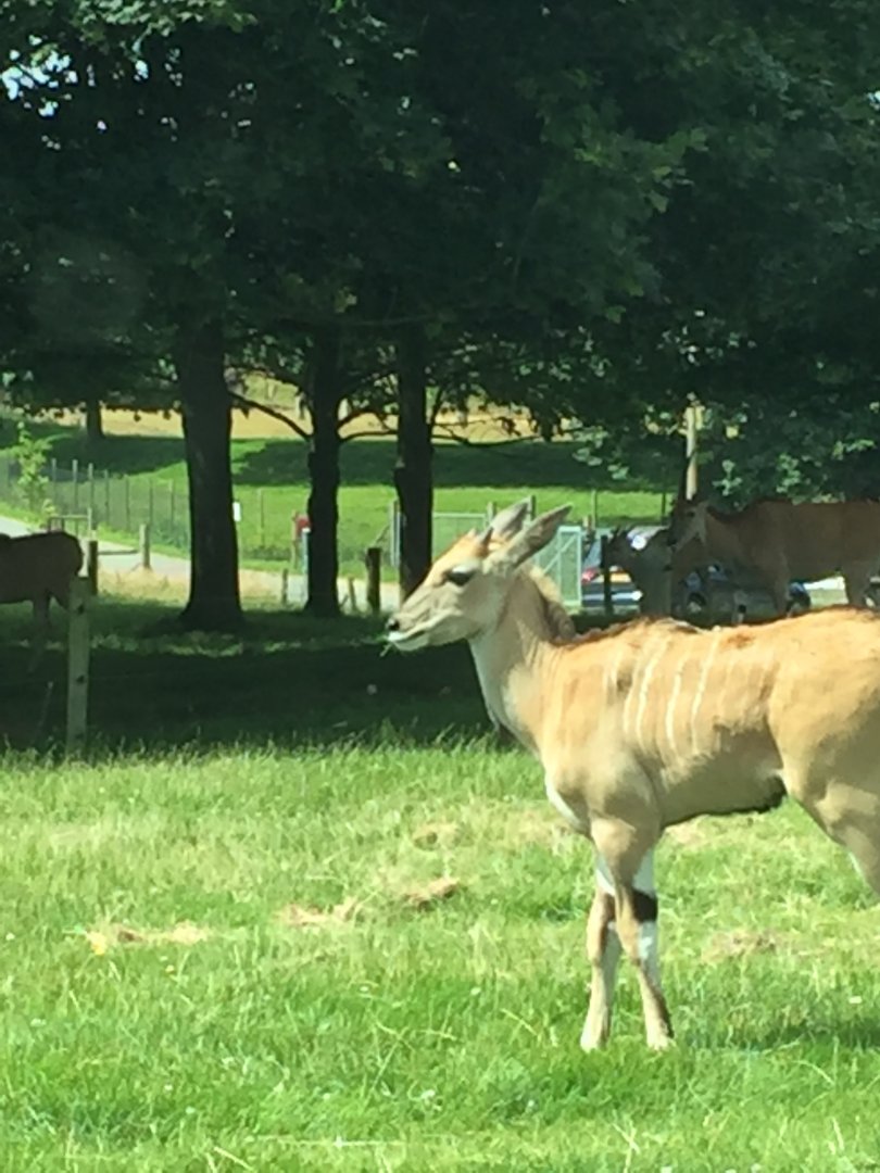 Common Eland Calf