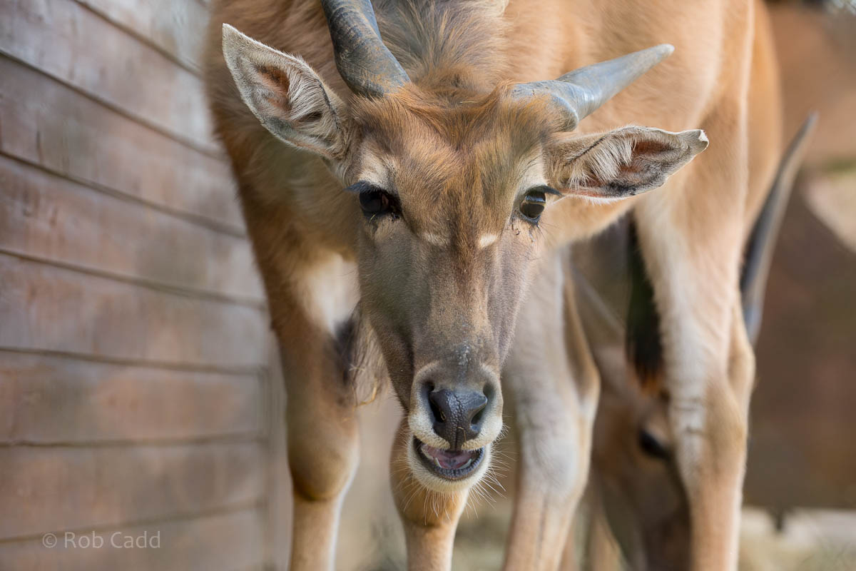 Common eland : Cotswold WP : 12 Apr 2015