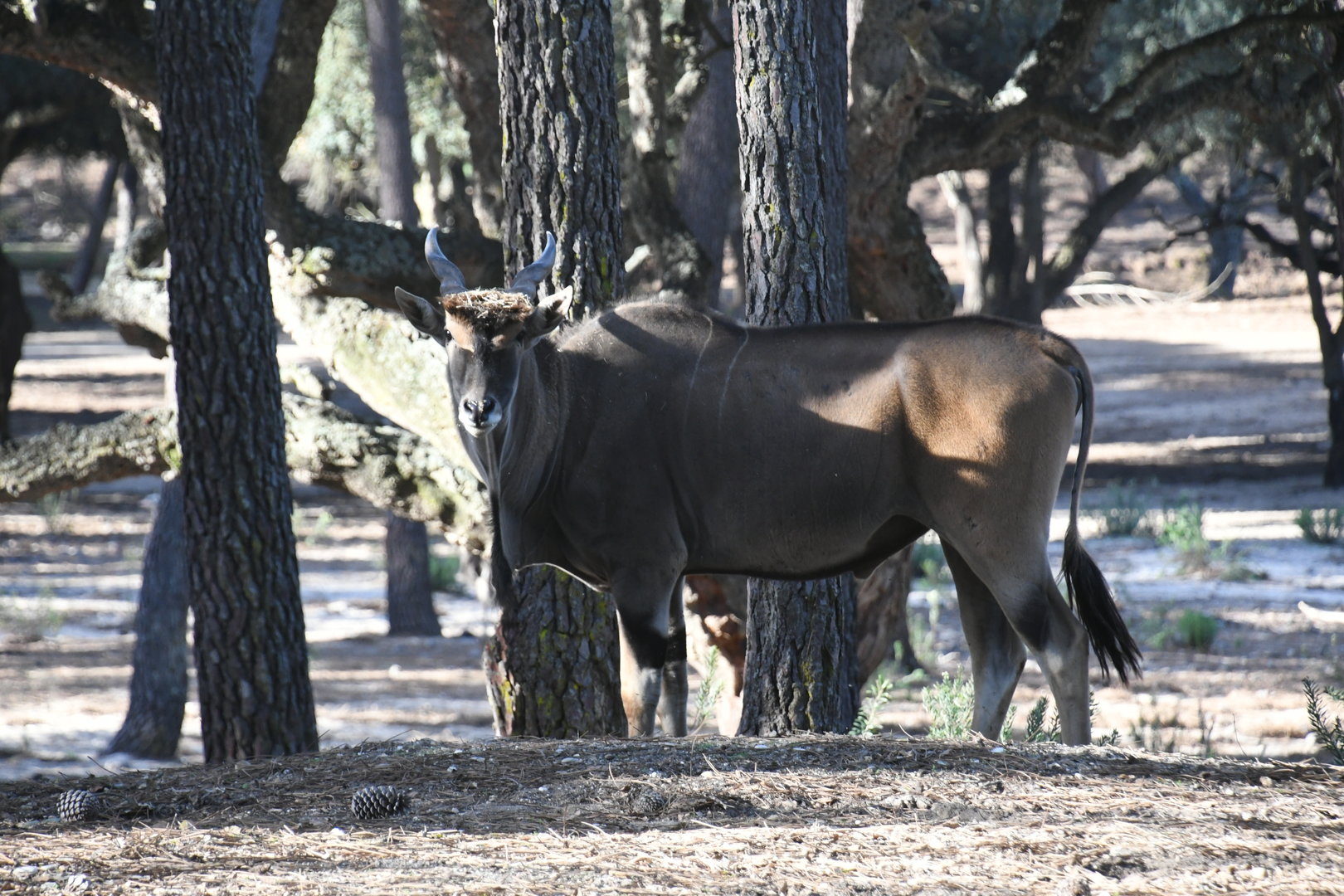 Common Eland (drive-through section)
