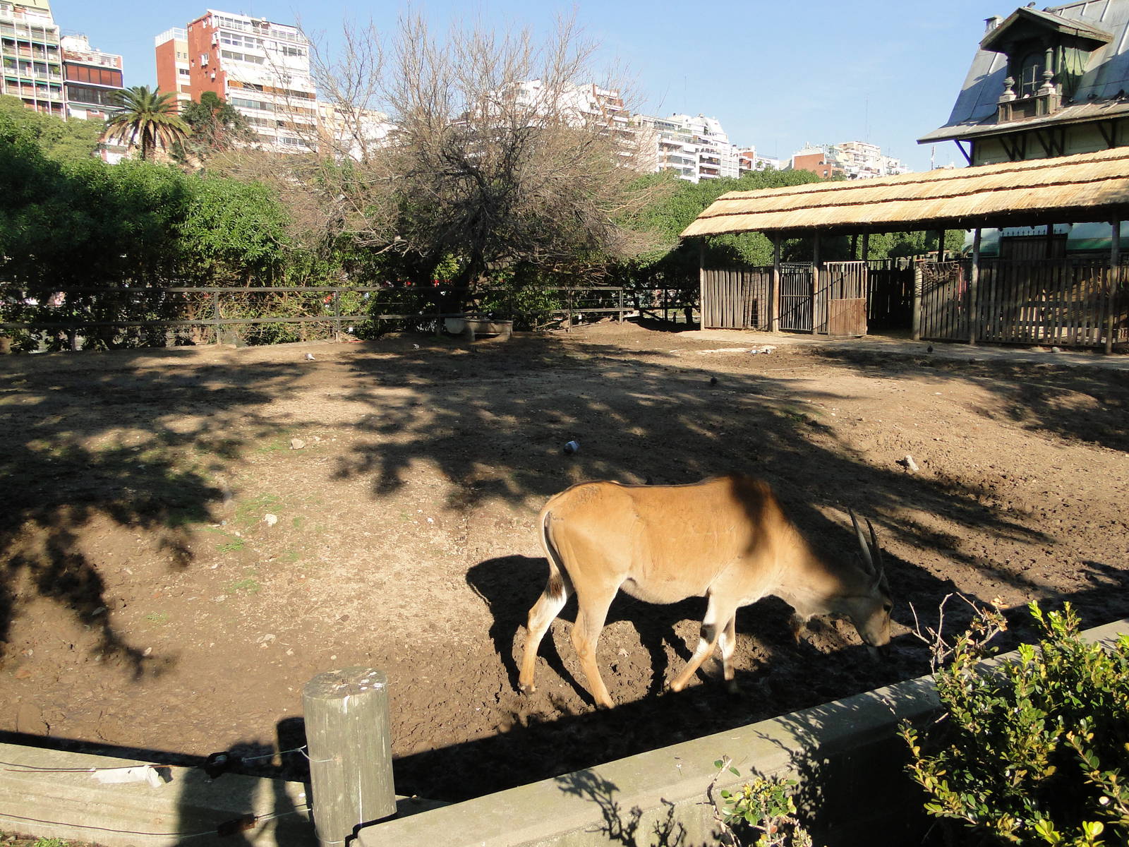 Common Eland exhibit