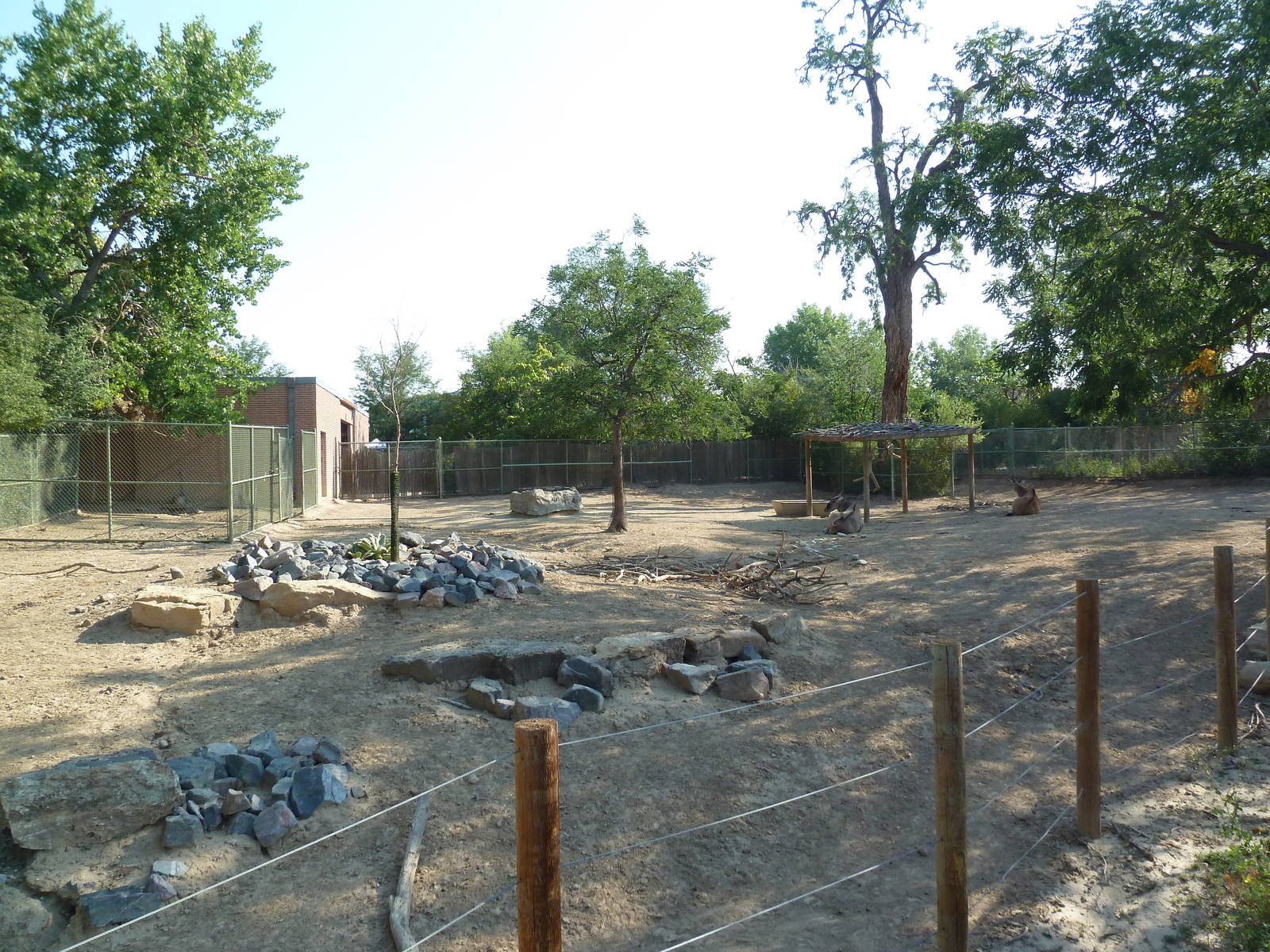 Common Eland Exhibit