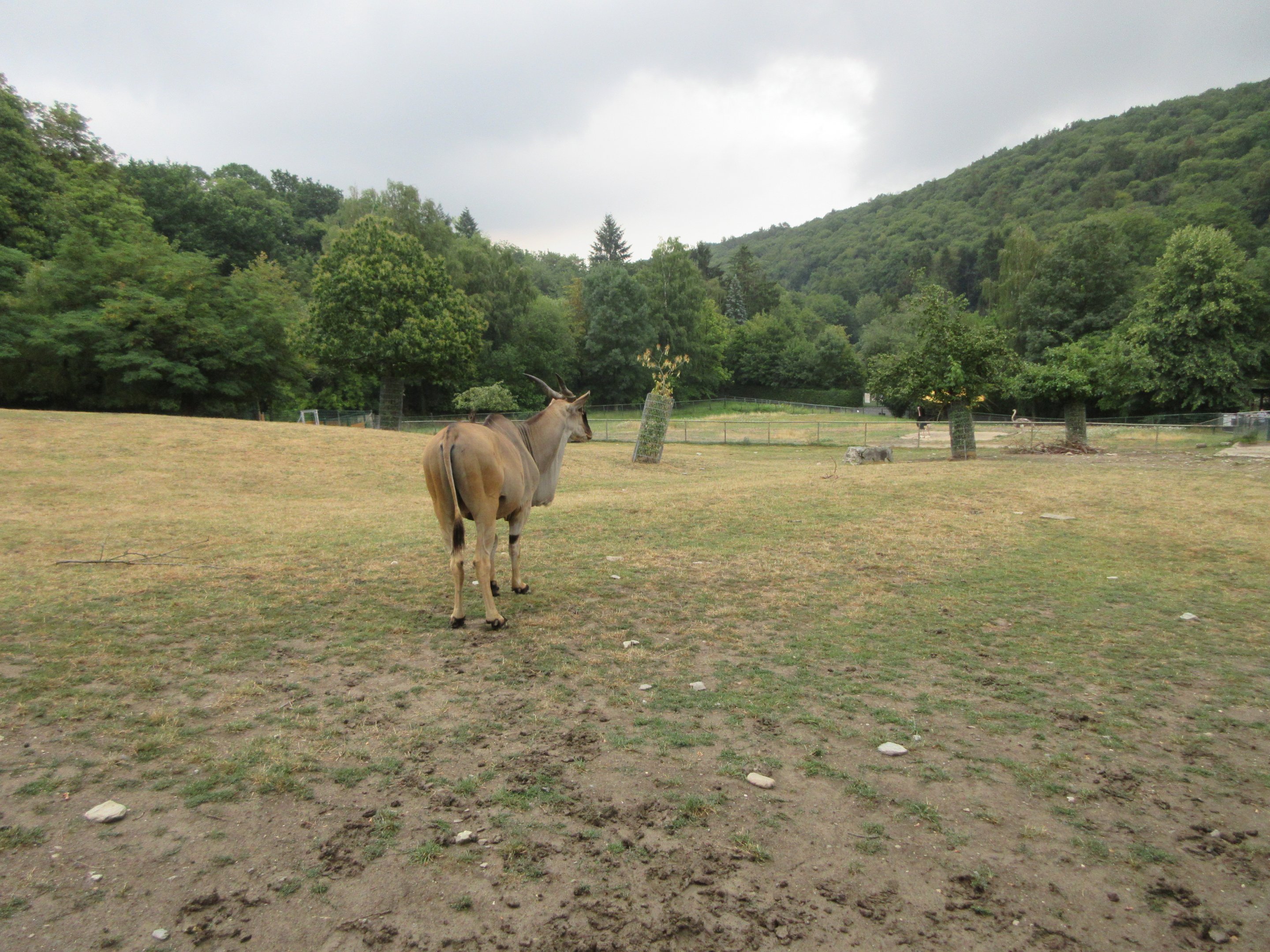 Common Eland Exhibit