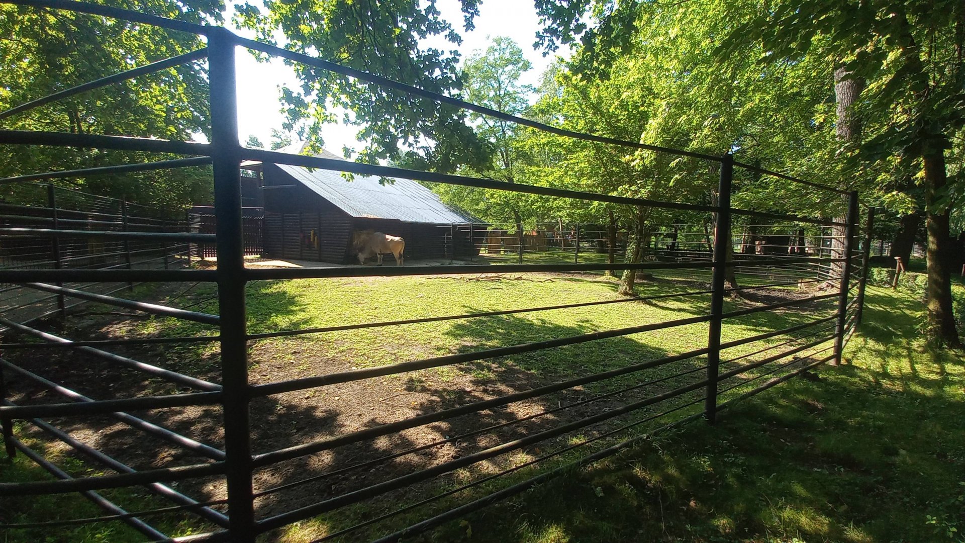 Common eland - exhibit