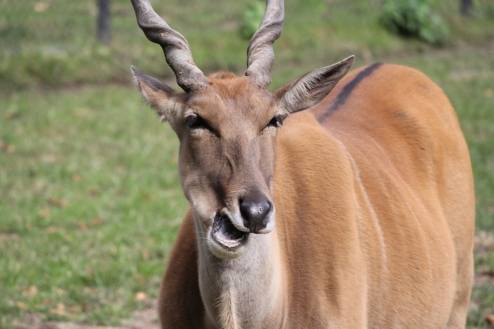 Common Eland, female, Detroit Zoo