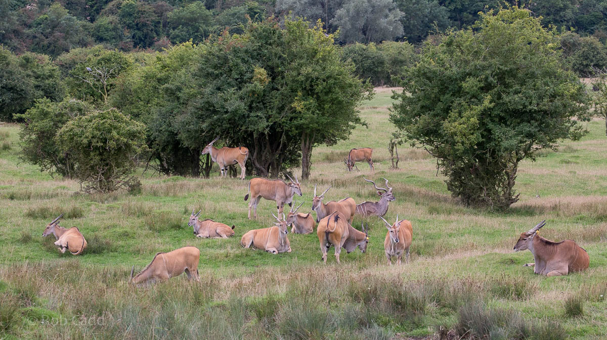 Common eland; greater kudu : Port Lympne : 29 Aug 2015