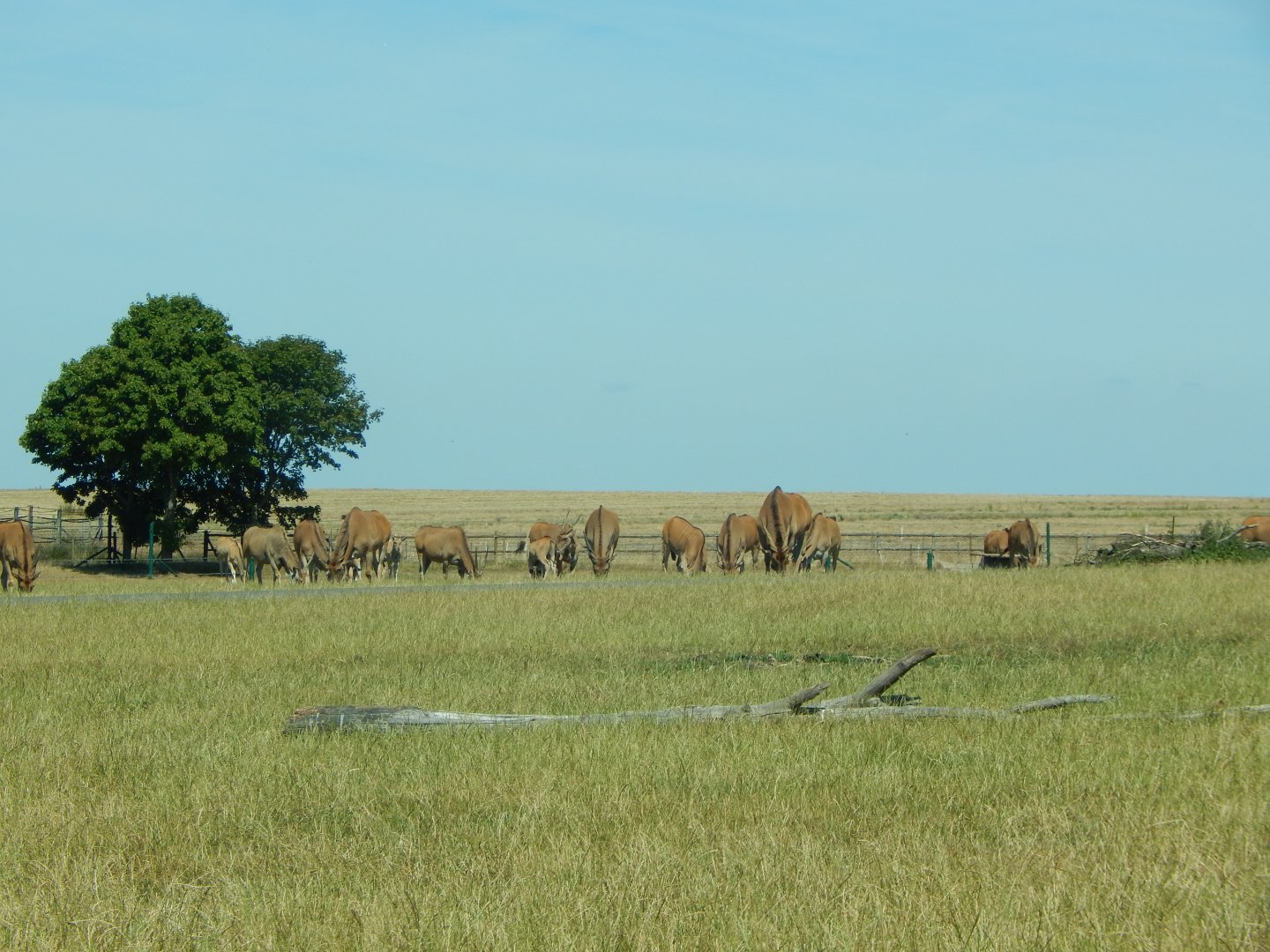 Common eland herd 110722