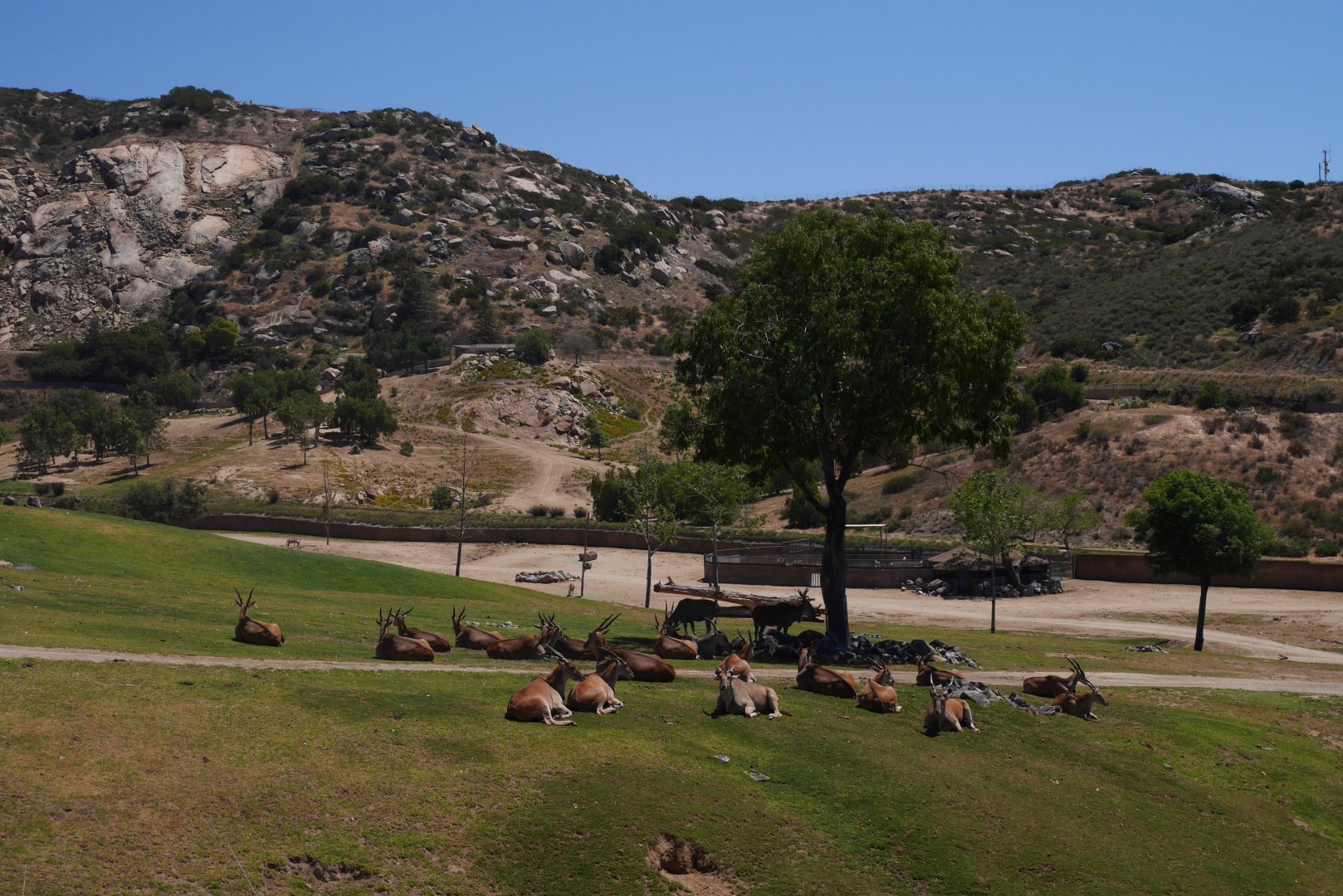 Common Eland Herd in the African Plains - My First US Zoo Trip