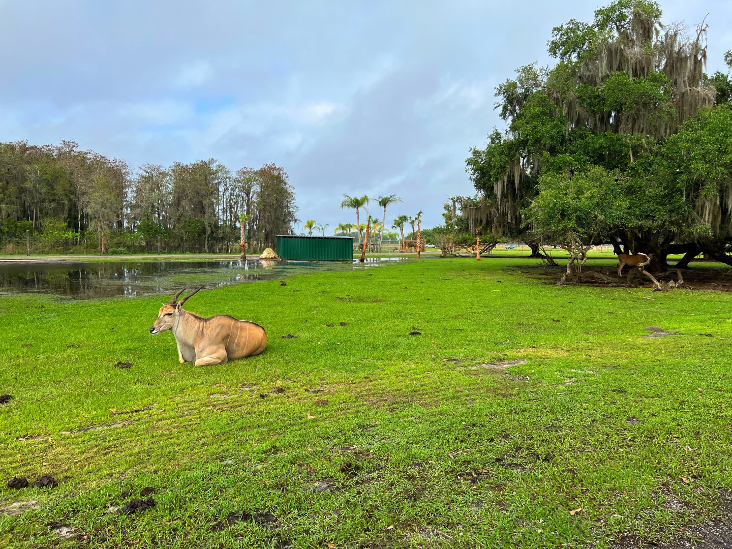 Common Eland Herd