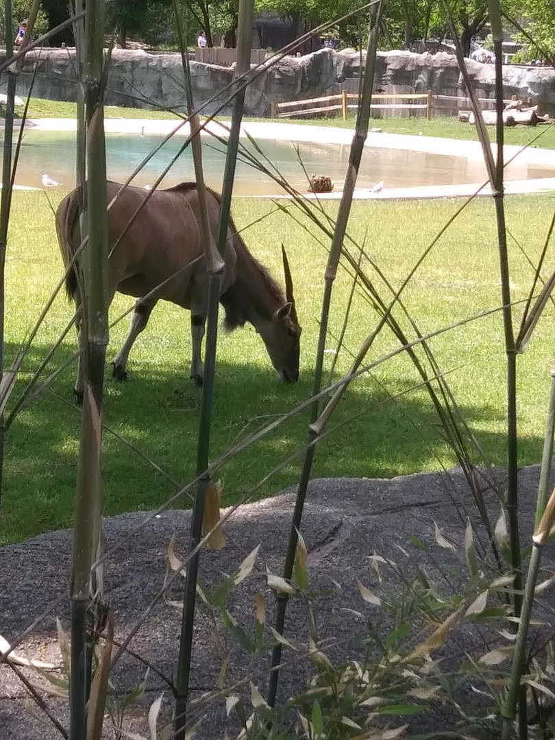 Common Eland in Bamboo (May 28, 2023)
