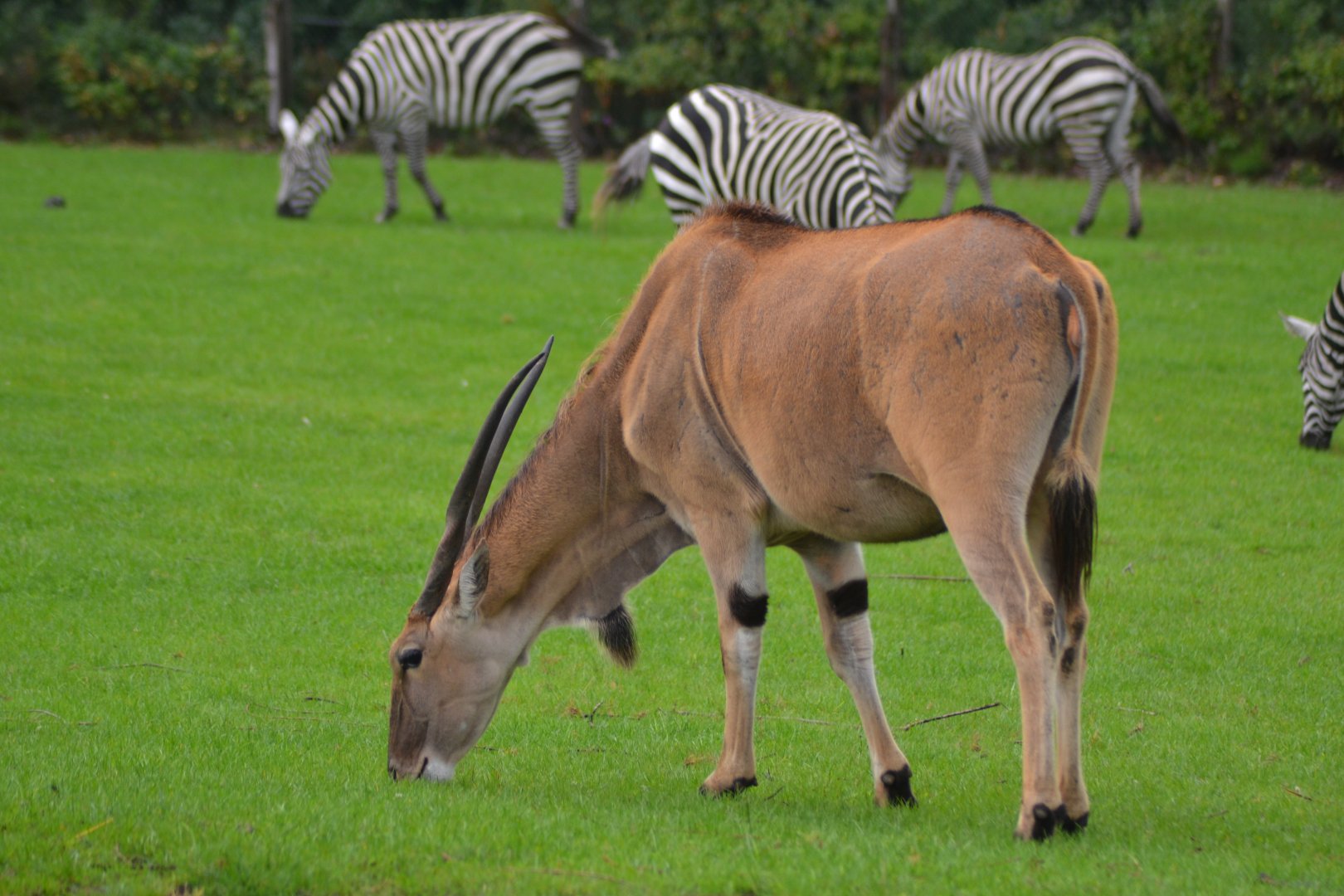 Common eland in Givskud Zoo