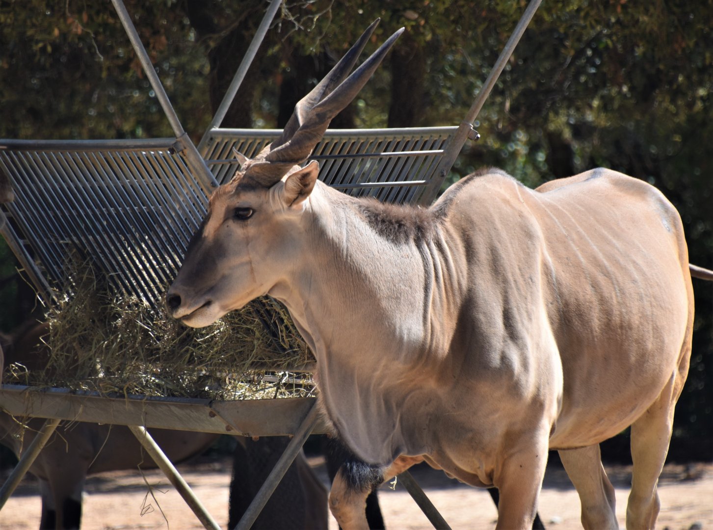 Common eland in savanna mixed exhibit