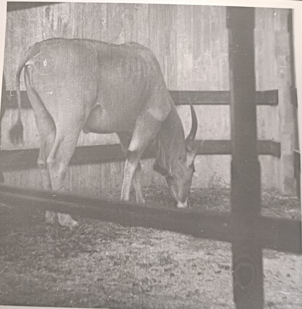 Common eland indoor exhibit