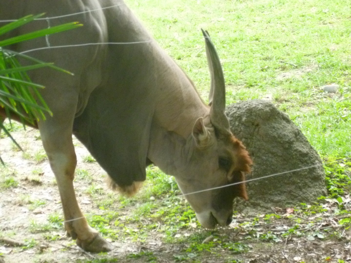 Common eland July 2016