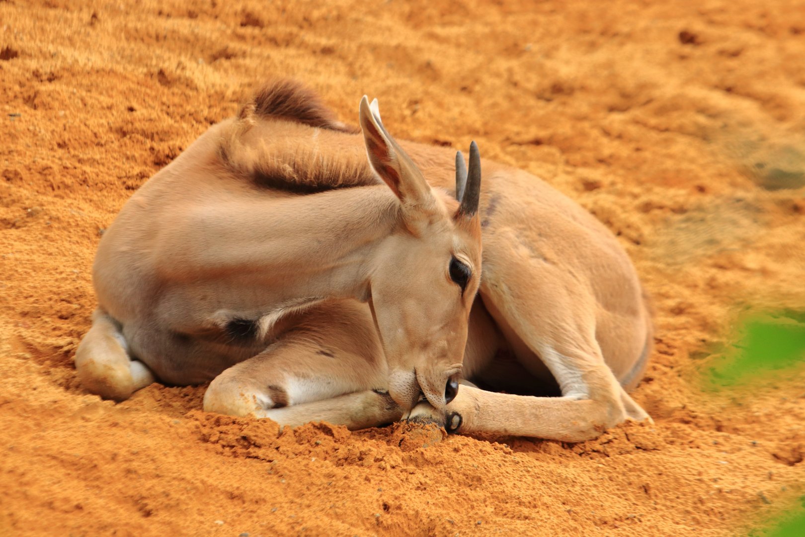 Common eland (July 2020)