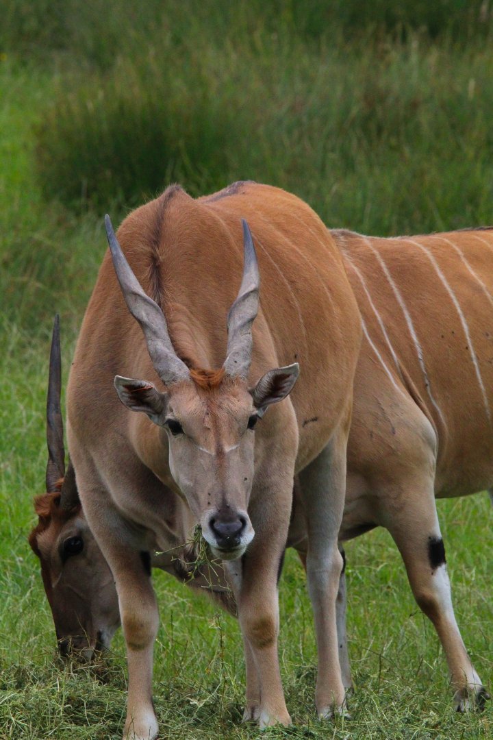 Common Eland- July 2024