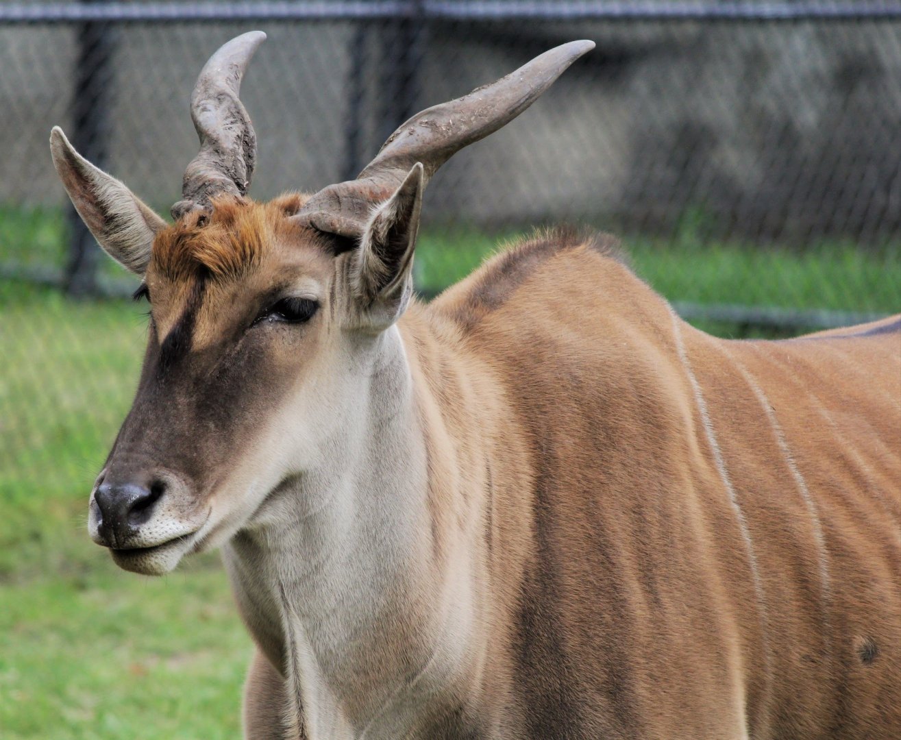 Common Eland, male, Detroit Zoo