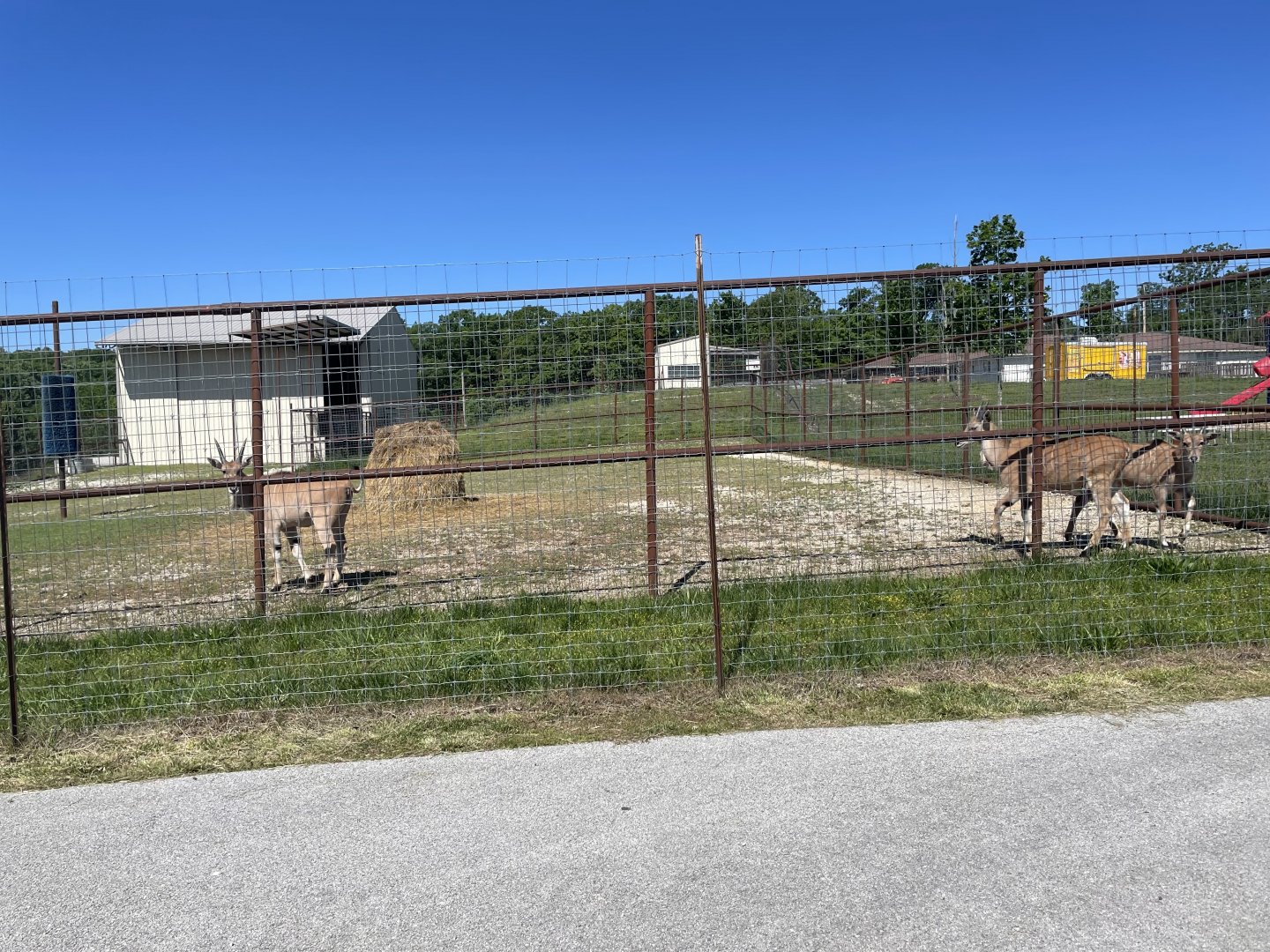 Common Eland- May 2024