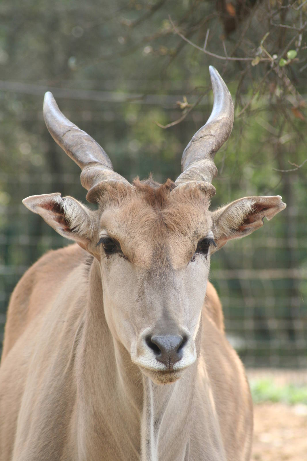 Common eland - Montpellier