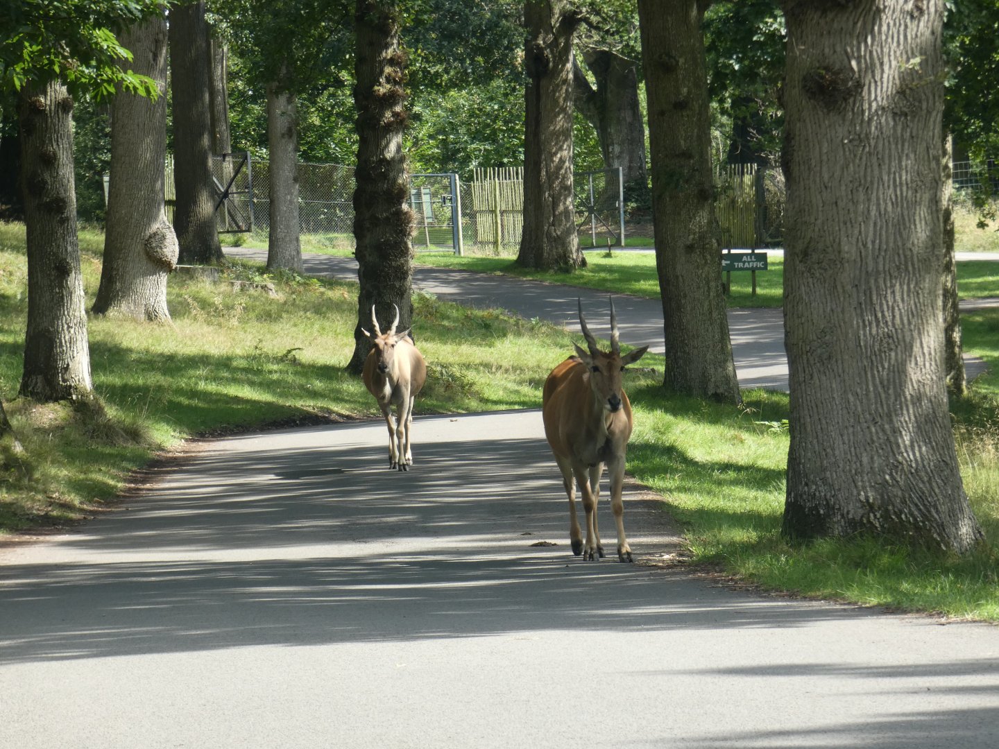 Common Eland on the road