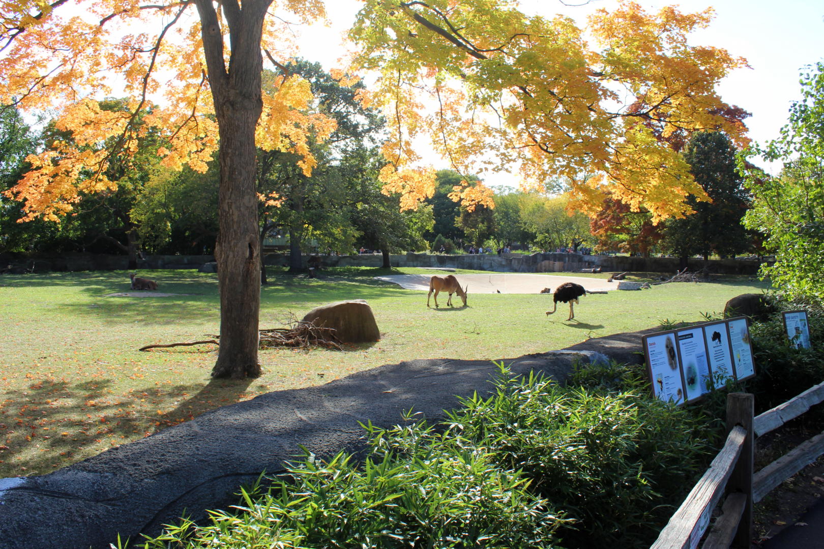 Common Eland & Ostrich Exhibit