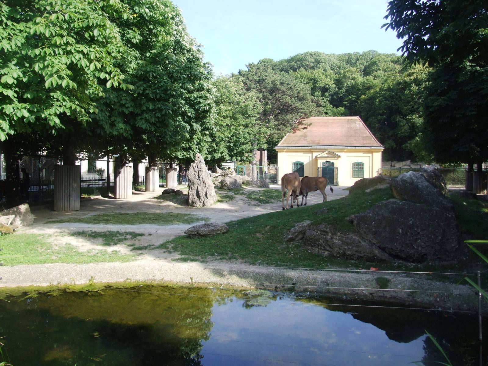 Common Eland Paddock at Vienna, 14/06/13