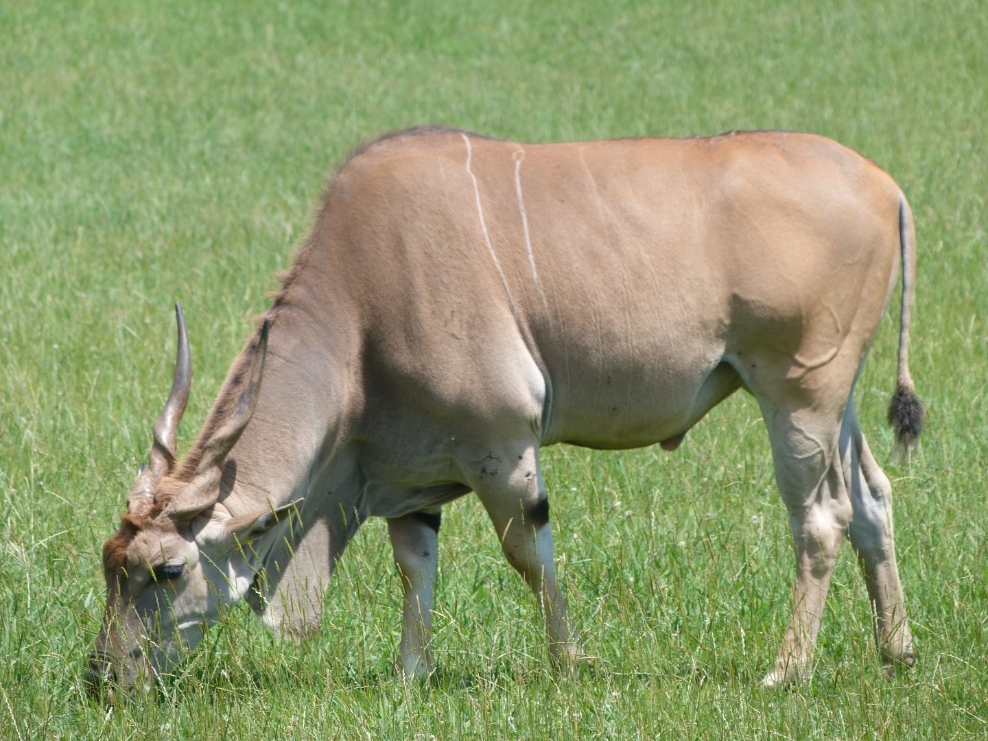 Common eland -Parque de la Naturaleza de Cabárceno (2025)