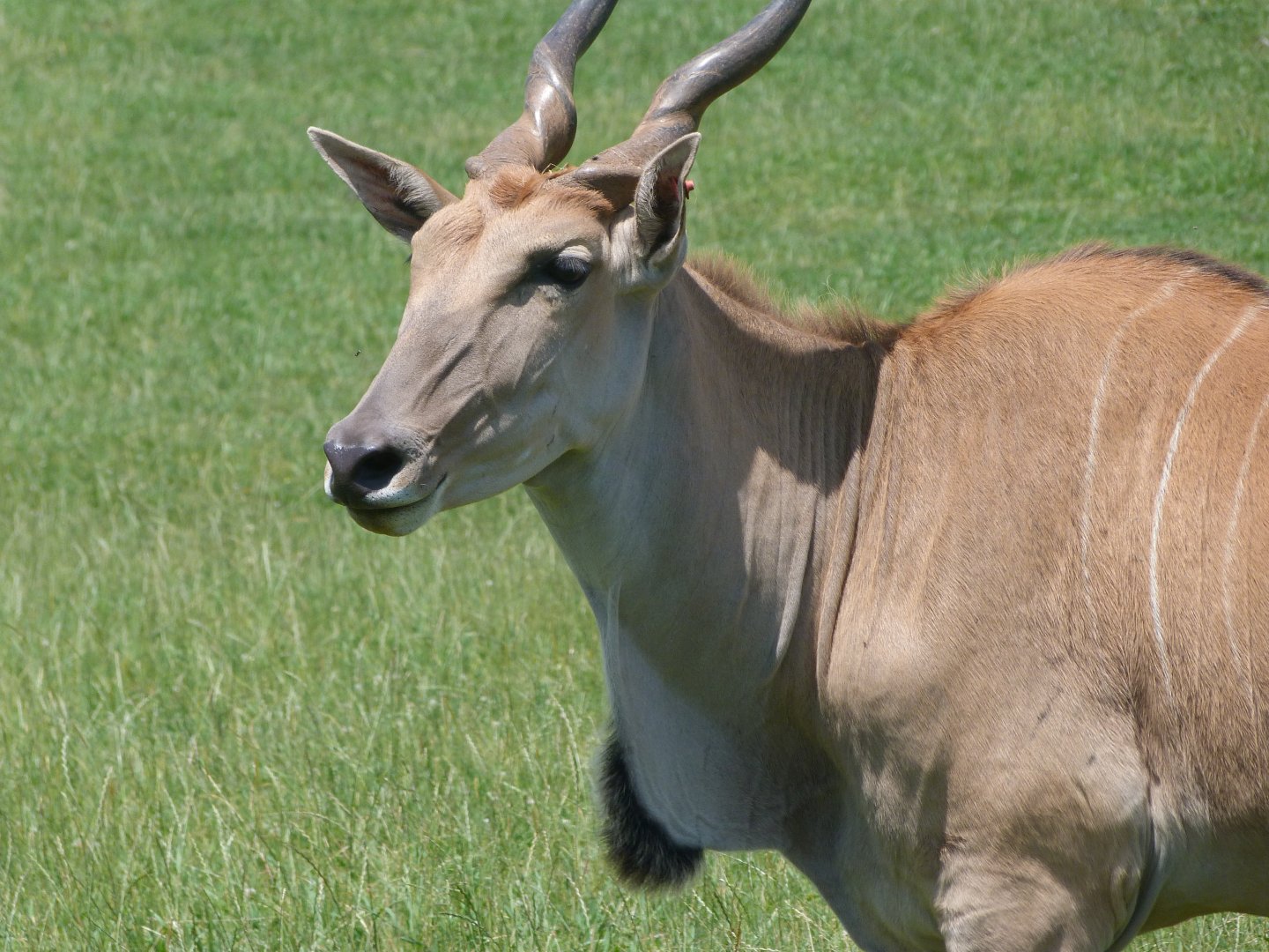 Common eland -Parque de la Naturaleza de Cabárceno (2025)