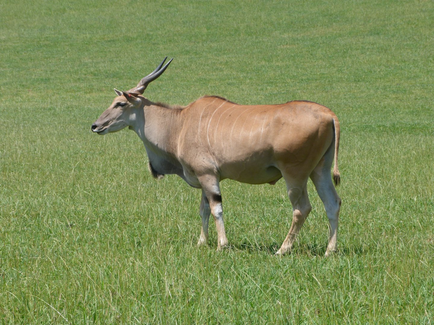 Common eland -Parque de la Naturaleza de Cabárceno (2025)