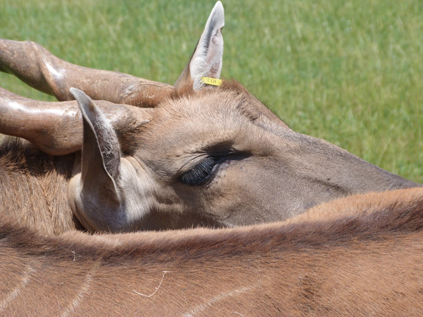 Common eland -Parque de la Naturaleza de Cabárceno (2025)