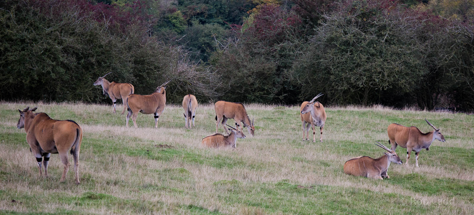 Common eland : Port Lympne : 15 Oct 2014